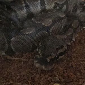 Meet your Posher, Coy